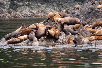 Steller Sea Lions on the rock
