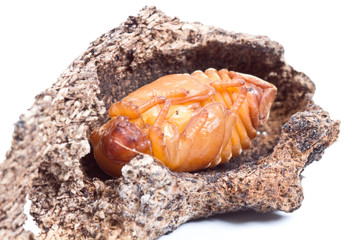 pupa of coconut rhinoceros beetle