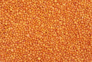 Red Lentil