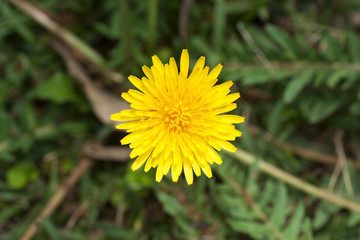 SONY DSC