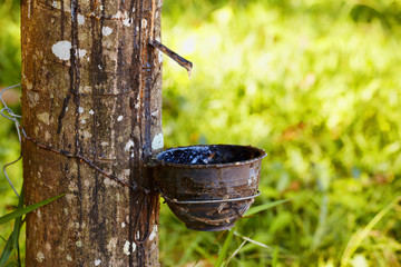 Sap from tree