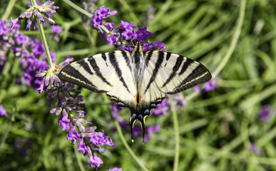 Farfalla Iphiclides podalirius su fiori di lavanda
