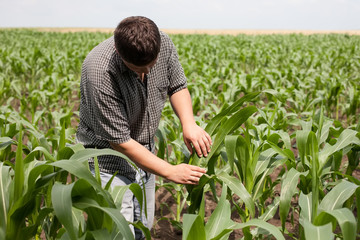 young farmer in a corn field - 53613944