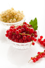 white and redcurrant