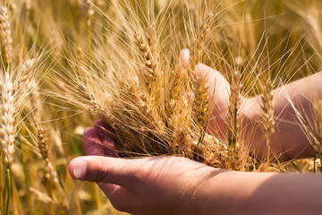 young farmer in a wheat field © slasnyi