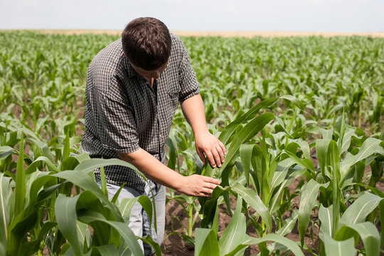 young farmer in a corn field