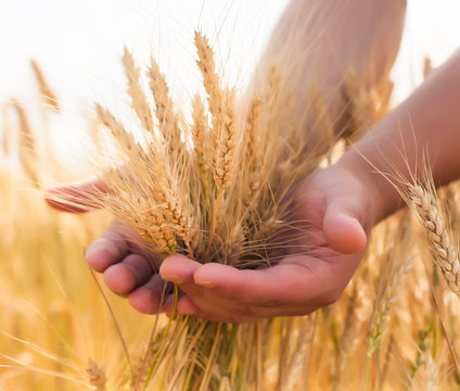 young farmer in a wheat field