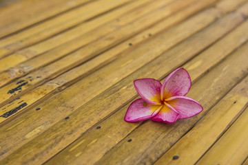 Pink plumeria