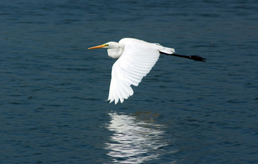 Great Egret (Ardea alba egretta)