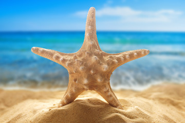 Fototapeta na wymiar Starfish on the sandy beach