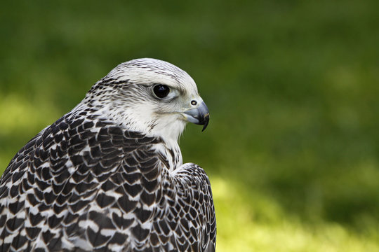 Weisser Gerfalke
