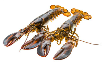 Raw lobster