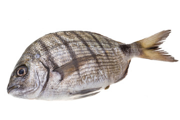 Fototapeta premium Raw Tilapia