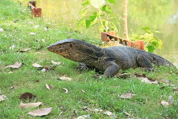 Closeup of Monitor Lizard  Varanus on Grass Focus on Varanus Eye