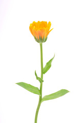 Beautiful orange flower isolated on a white background