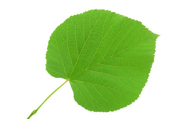 Linden leaf isolated on white background