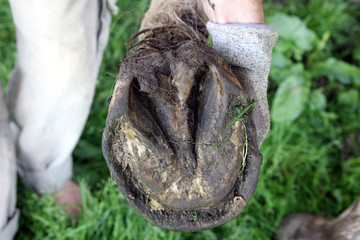 Deformed horse's hooves before cleaning the natural method
