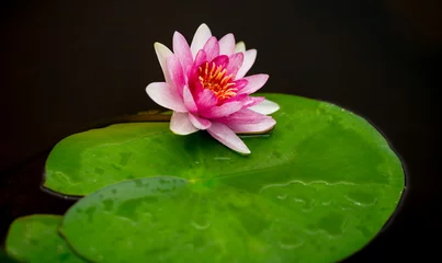 Crédence de cuisine en verre imprimé Nénuphars isolated water lily on black ground
