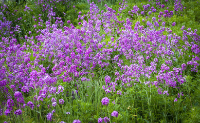 Obraz premium Flowers of Hesperis Matronalis, selective focus.