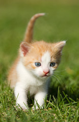 Naklejka na ściany i meble Kitten on the grass