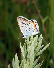 Бабочка-голубянка