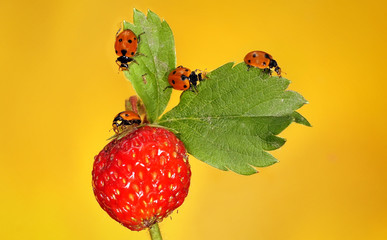 Божья коровка