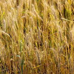 Fototapeta premium golden wheat