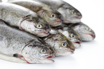 rainbow trout