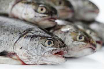 rainbow trout