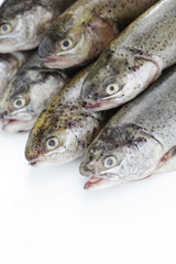 rainbow trout