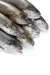 rainbow trout