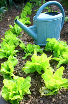 salades au potager