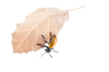 Omophlus on a leaf