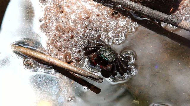 Thai vinegar crab in mangrove forest