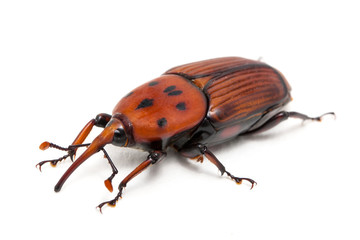 palm weevil snout beetle, Rhynchophorus ferrugineus, isolated on white