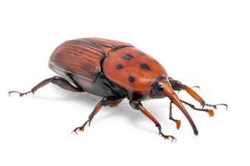 palm weevil snout beetle, Rhynchophorus ferrugineus, on white