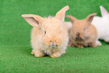 small newborn rabbits