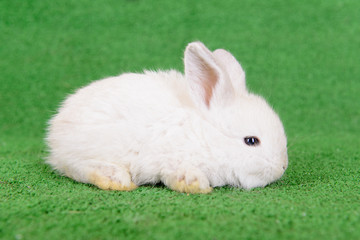 little newborn rabbit
