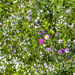 Obraz na płótnie Canvas Abstract summer, natural, flower light background. Nature bokeh.