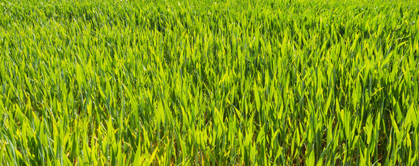 Obraz premium Ripening wheat ears in sunlight