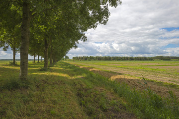 Fototapeta na wymiar Double row of trees in the countryside