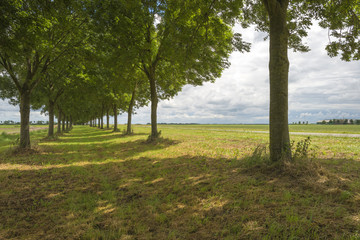 Double row of trees in the countryside