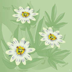 passiflore ou passiflora caerulea