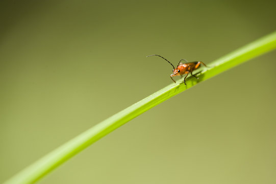 Orange and black insect coleopteron