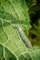 caterpillar