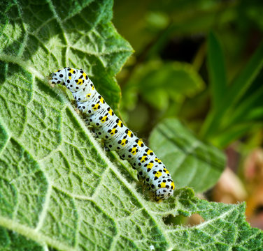 caterpillar an leaf