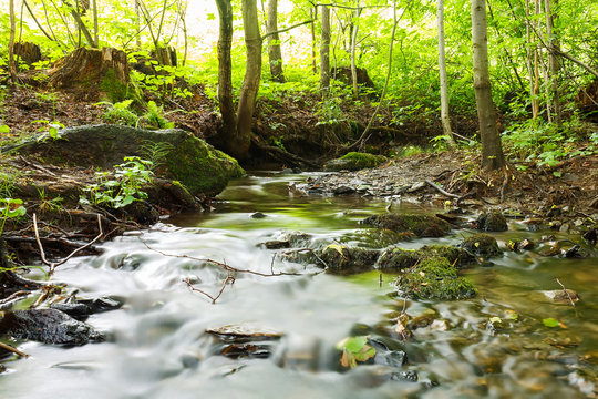 Peaceful woodland stream flows through a lush forest