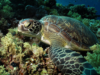 Obraz premium Green sea turtle. (Chelonia mydas)