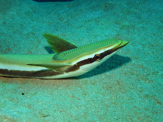 Fototapeta premium Sharksucker (Echeneis naucrates)