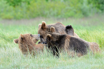 Grizzly Bear mother nursing two cubs